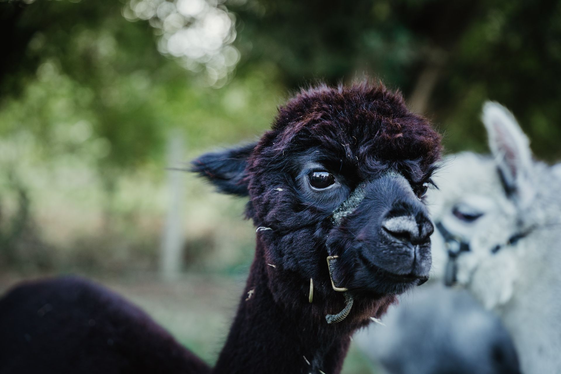 Alpaca Bambrugge