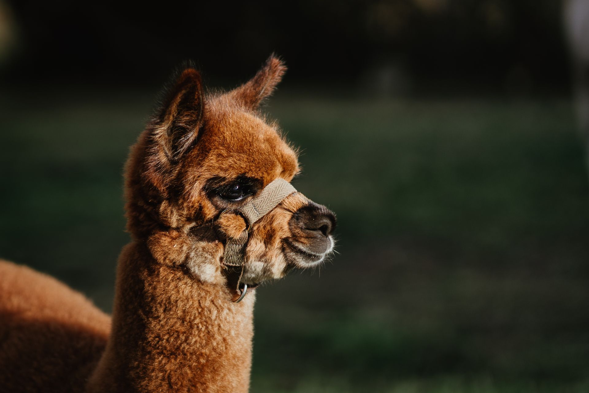 Alpaca Oxanna