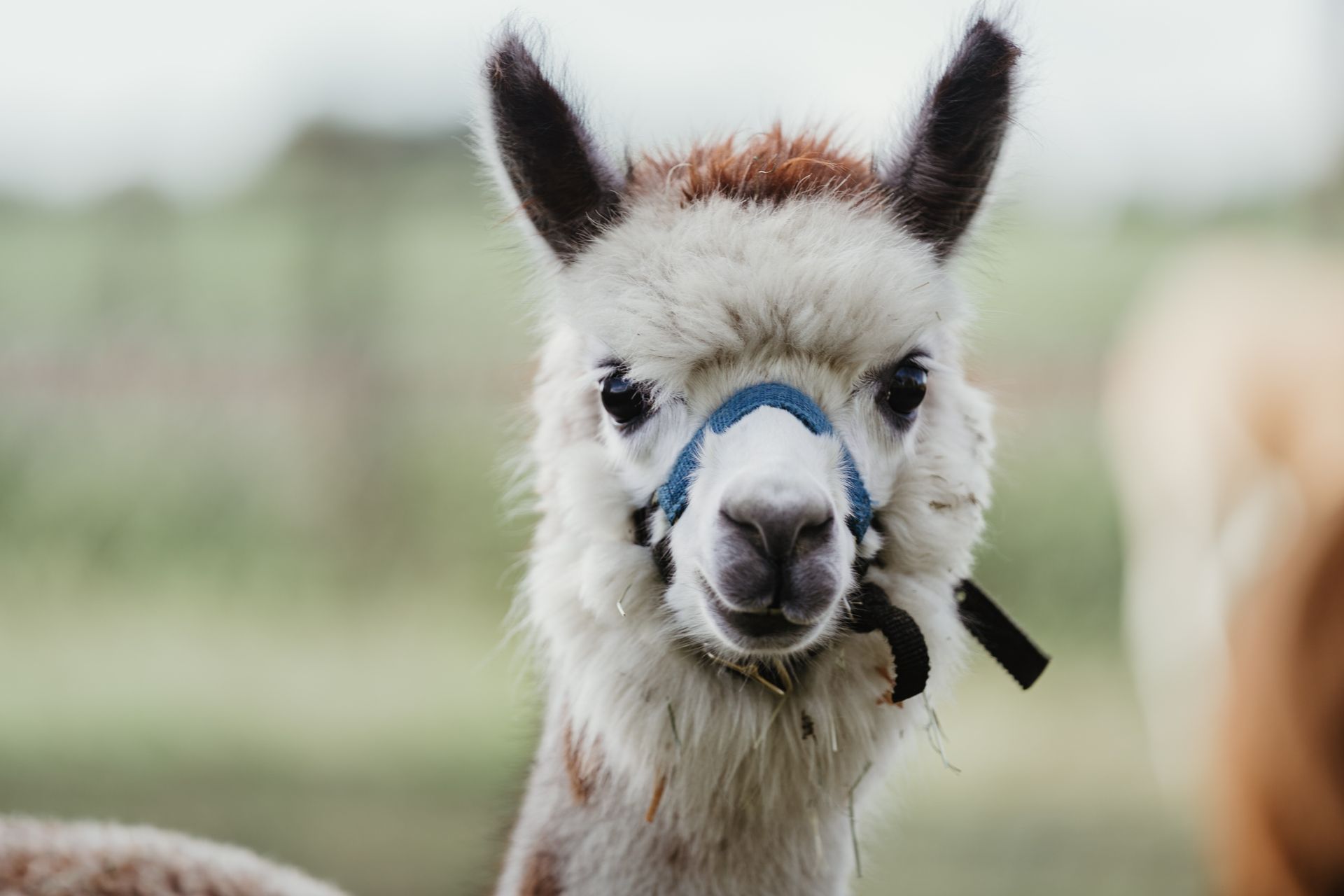 Alpaca Bambrugge