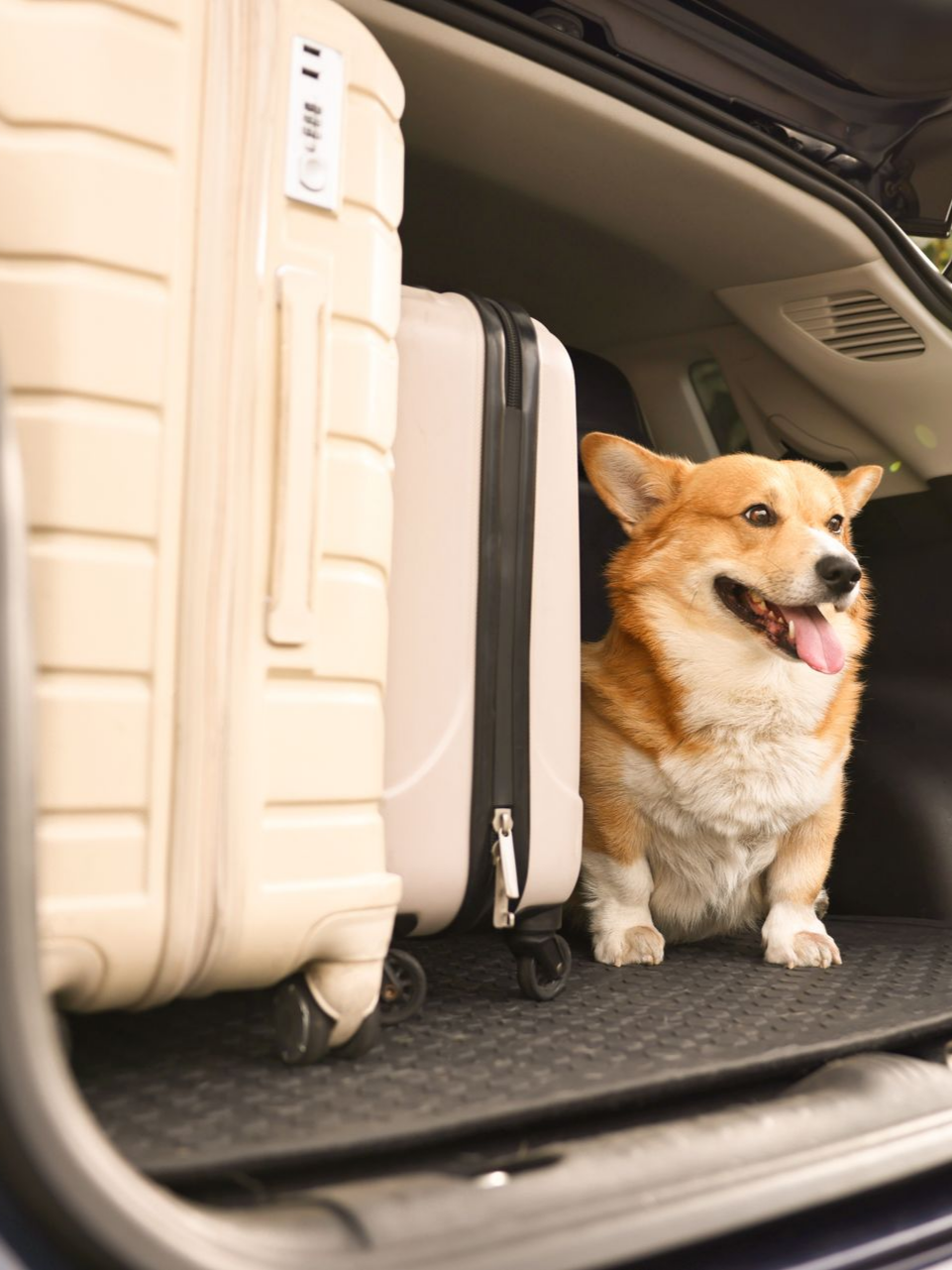 Un chien corgi assis dans le coffre d'une voiture, à côté de deux valises beiges.
