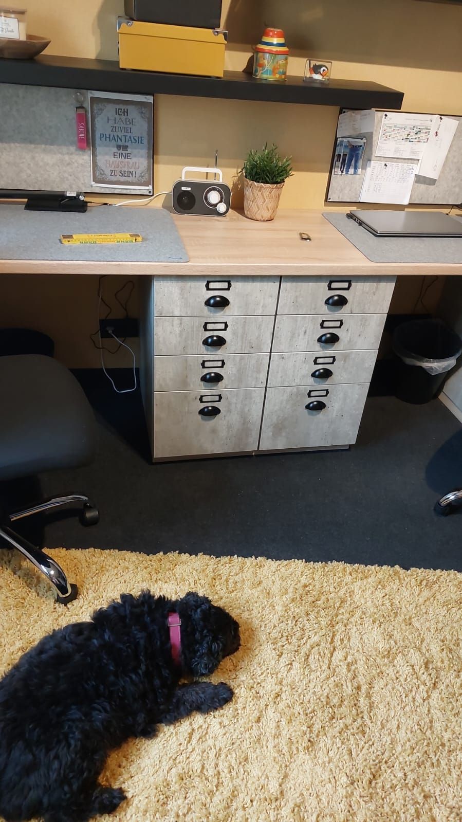 ein schwarzer hund liegt auf einem gelben teppich vor einem schreibtisch