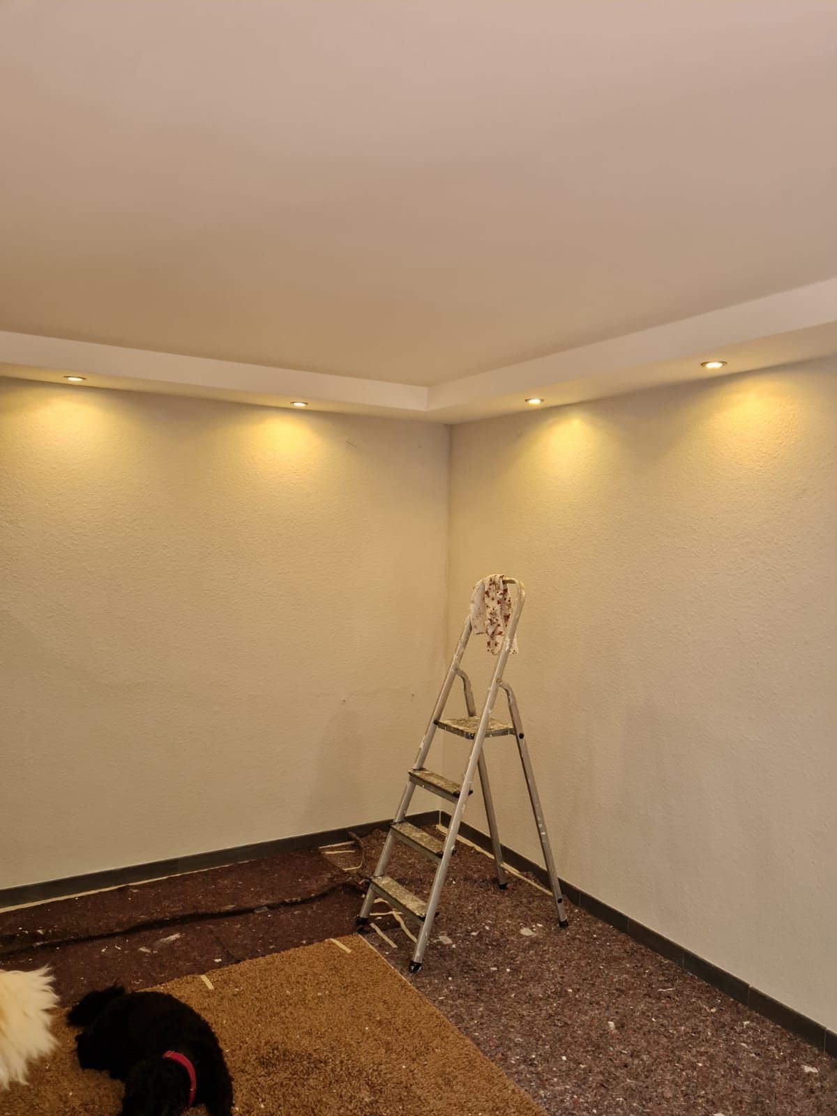 ein Hund liegt neben einer Leiter in einem Raum