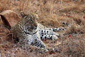 Leopard Sri Lanka
