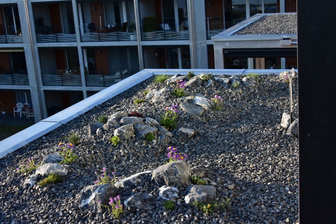 Dachterasse pflege - Gardenpower in Männedorf