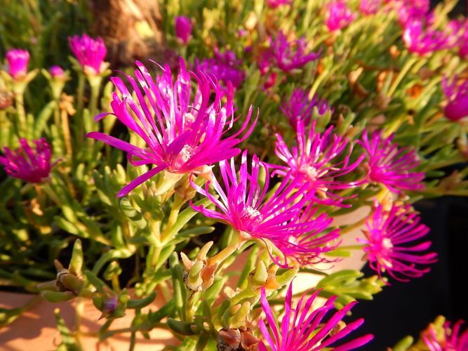 Pflege Garten - Gardenpower in Männedorf