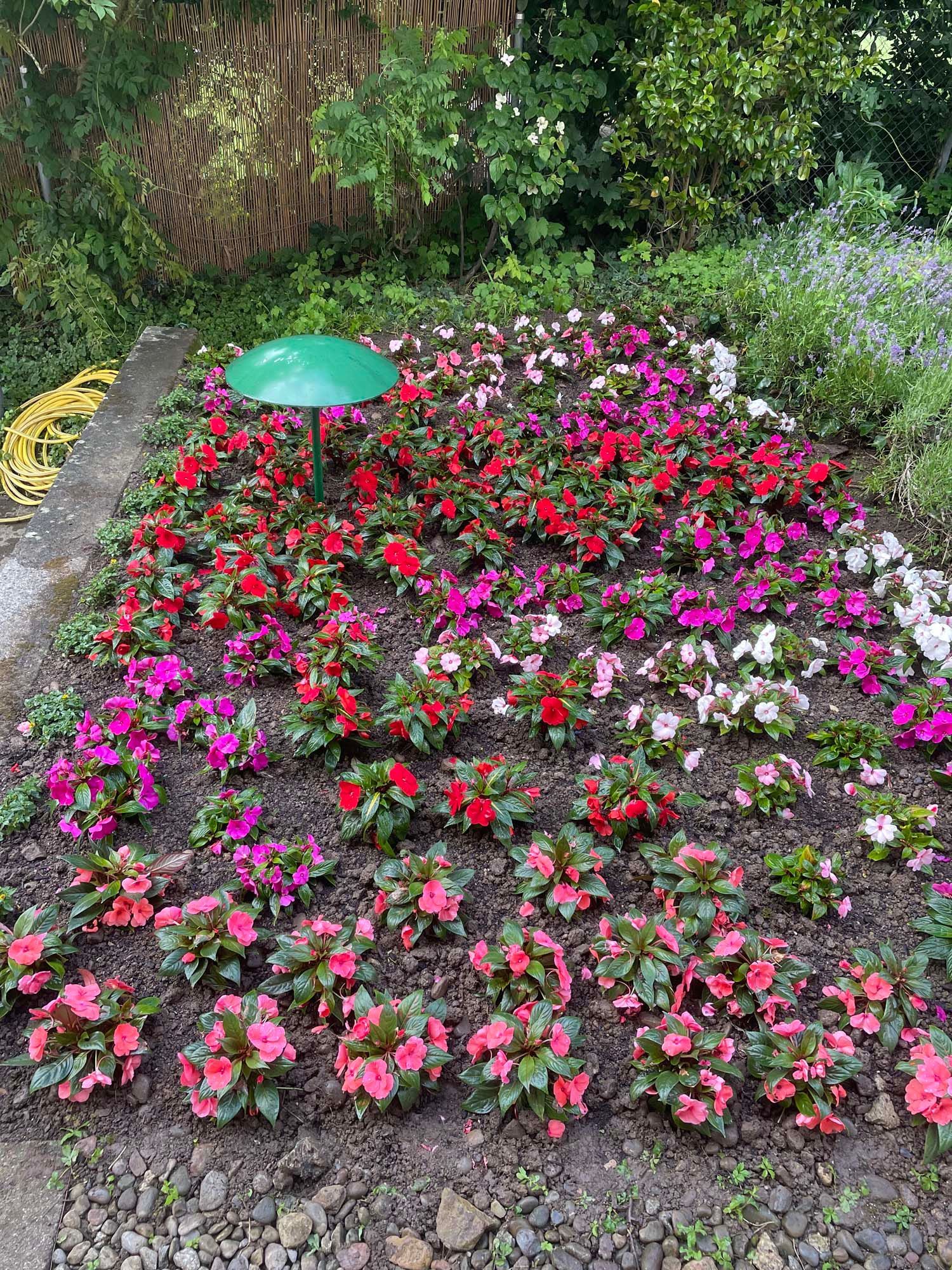 Blumenbeet pflege unterhalt - Gardenpower in Männedorf