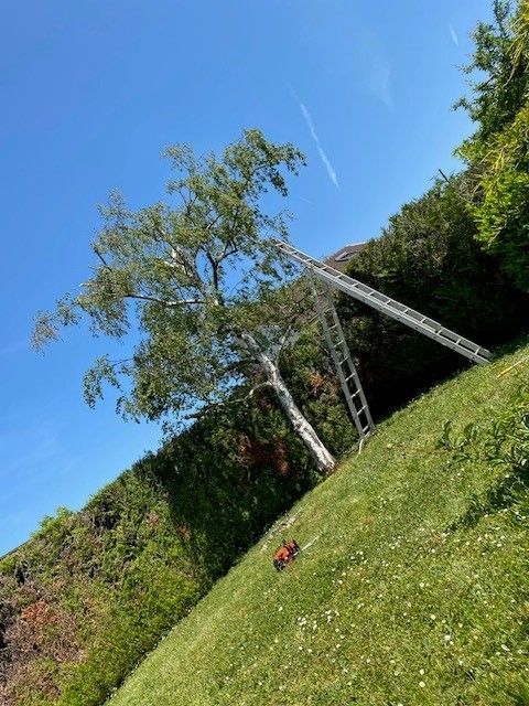 Élagage d'un arbre fruitier chez un particulier
