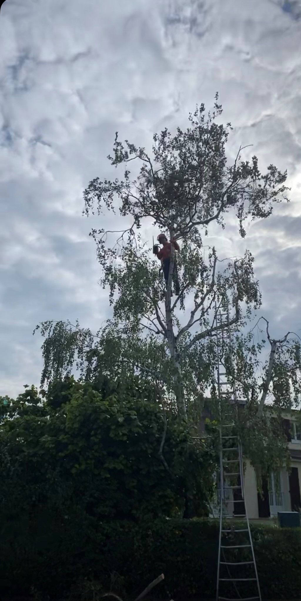Un élagueur en action dans les hauteurs d'un arbre