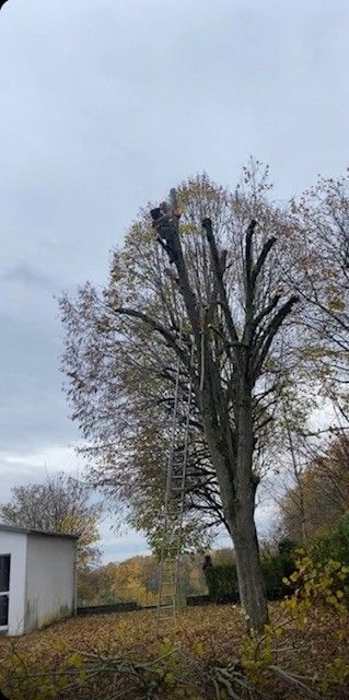 Branches taillées lors d'une intervention en élagage