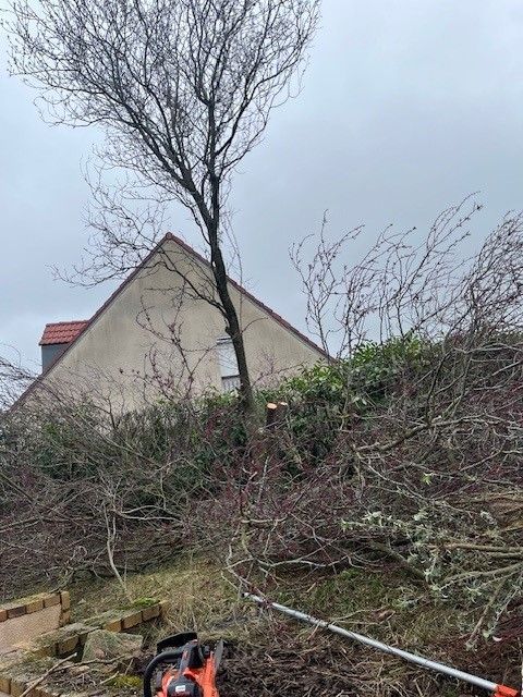 Des branchages après un élagage efficace