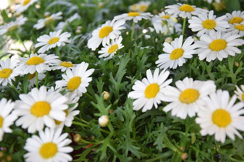Ein Haufen Gänseblümchen wächst im Gras