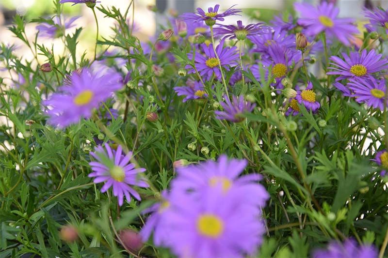 Im Gras wächst ein Strauß violetter Blumen mit gelber Mitte.