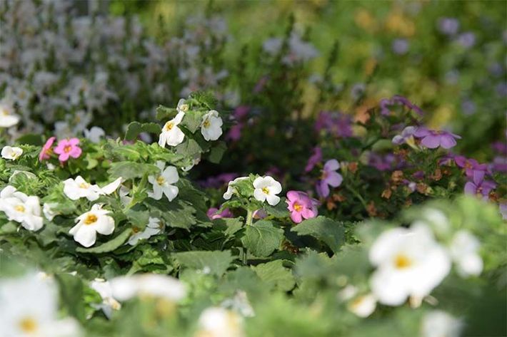 In einem Garten wächst ein Strauß weißer und rosa Blumen