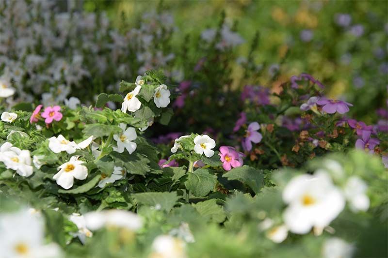 In einem Garten wächst ein Strauß weißer und rosa Blumen