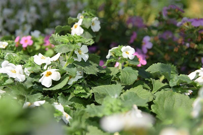 Ein Strauß weißer und rosa Blüten mit grünen Blättern