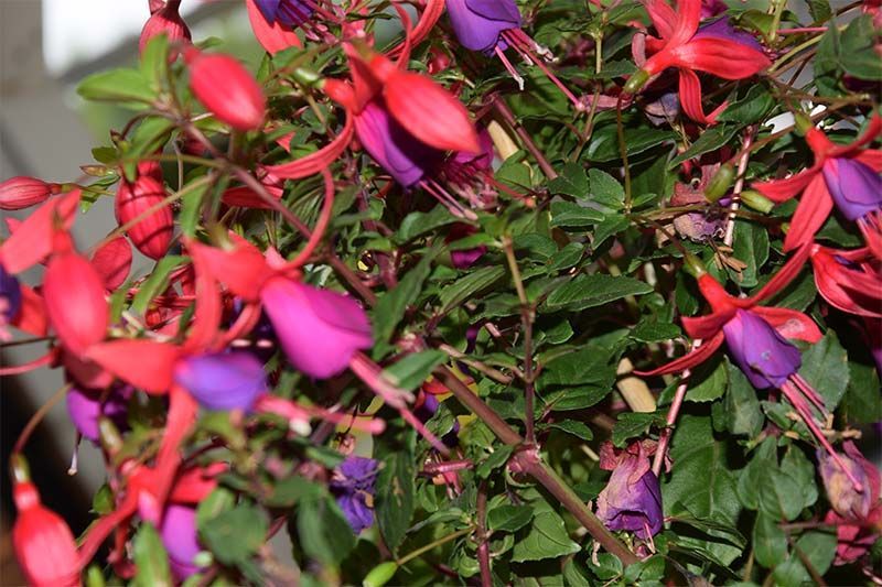 Eine Pflanze mit roten und violetten Blüten und grünen Blättern