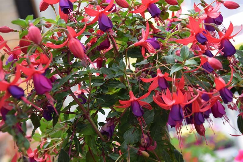 Ein Busch mit roten und violetten Blüten und grünen Blättern