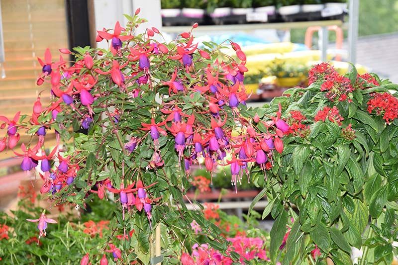In einem Garten wächst ein Busch mit roten und violetten Blüten.