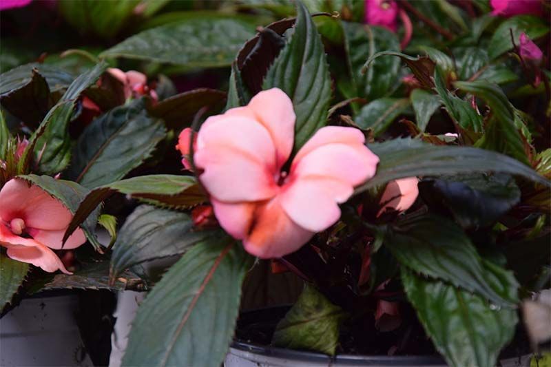 Eine Nahaufnahme einer rosa Blume mit grünen Blättern