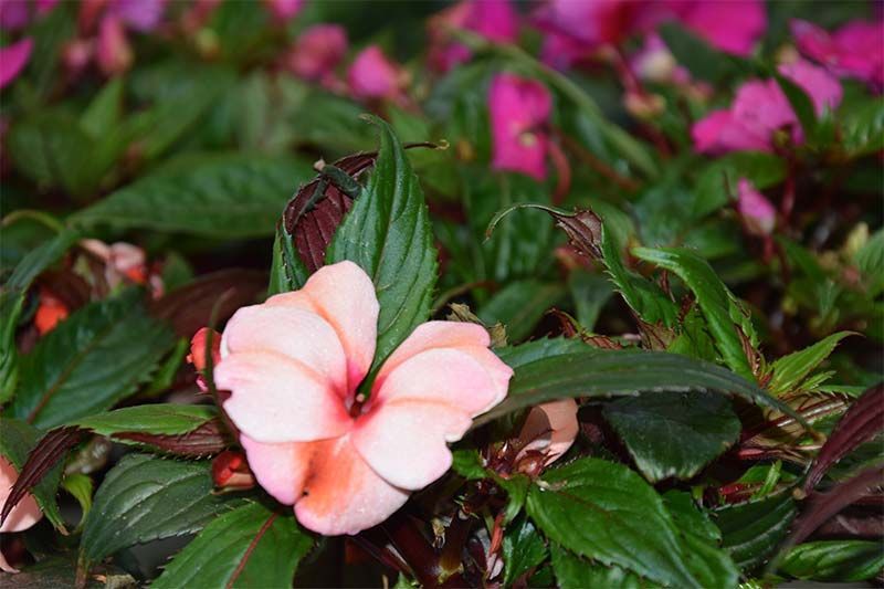 Eine Nahaufnahme einer rosa Blume, umgeben von grünen Blättern