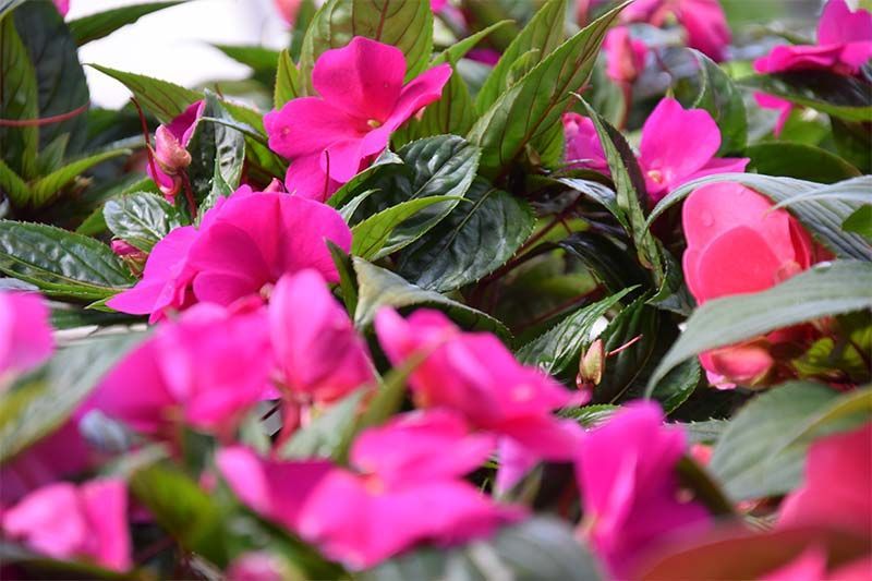 Ein Strauß rosa Blumen, umgeben von grünen Blättern