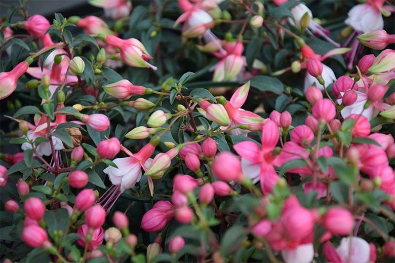 Ein Strauß rosa und weißer Blumen wächst auf einer Pflanze