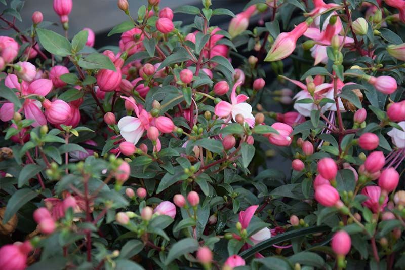 An einer Pflanze wächst ein Strauß rosafarbener und weißer Blumen.
