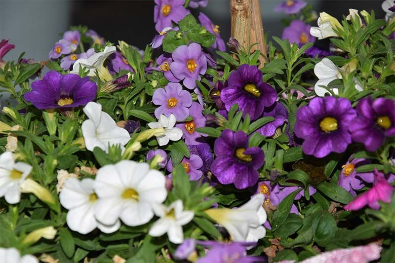 Ein Strauß lila und weißer Blumen mit gelber Mitte