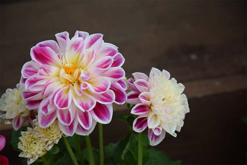 Eine Nahaufnahme einer rosa-weißen Blume mit gelber Mitte.