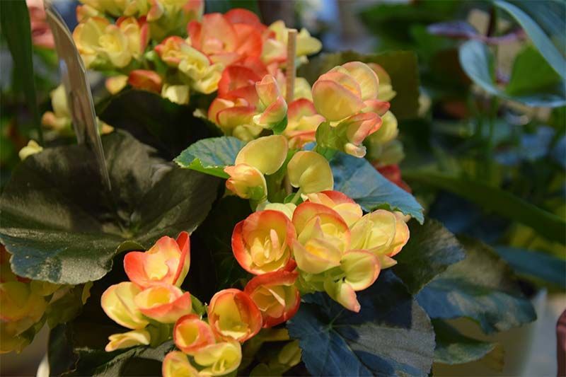 Eine Nahaufnahme einer Pflanze mit roten und gelben Blüten