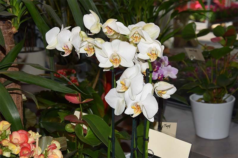 Eine weiße Orchidee mit gelben Zentren ist in einem Topf