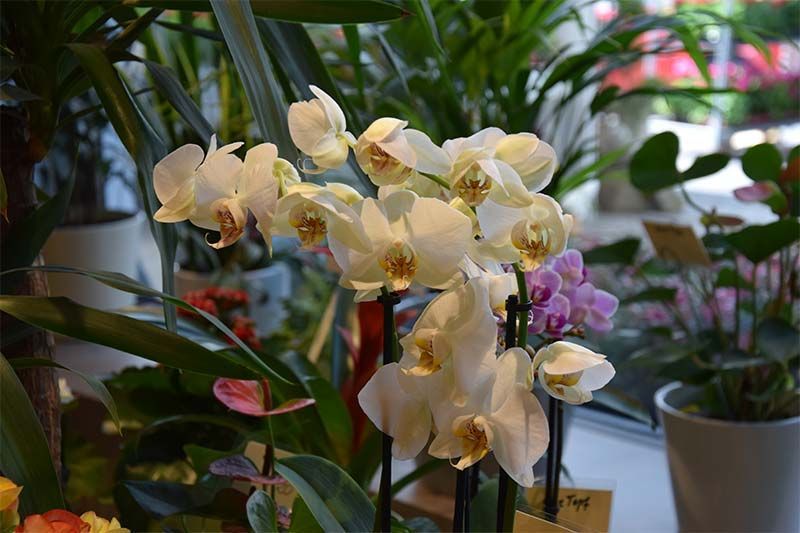 Ein Strauß weißer Orchideen steht auf einem Tisch