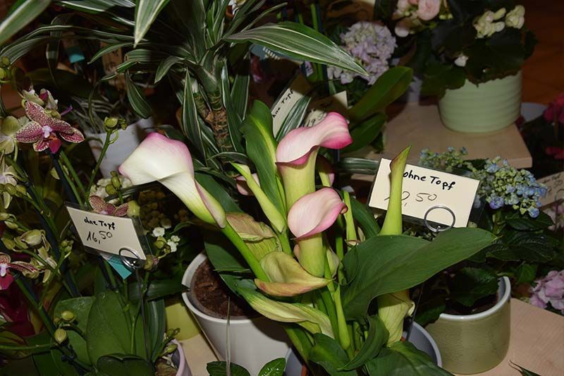 Ein paar Topfpflanzen, eine davon mit einem Preisschild mit der Aufschrift 2,70