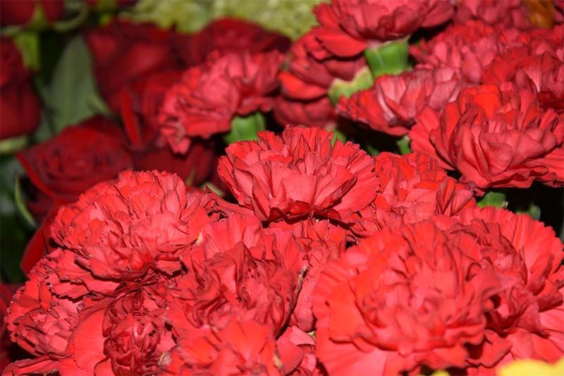 Eine Nahaufnahme von einem Strauß roter Blumen