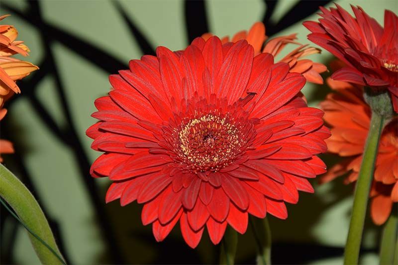 Eine Nahaufnahme einer roten Blume mit gelber Mitte