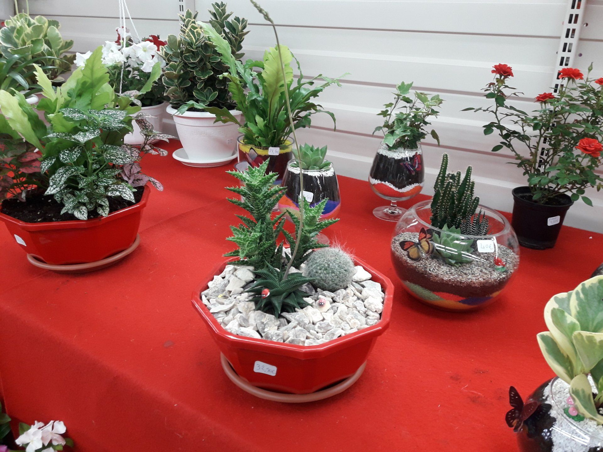 Composition plantes grasses