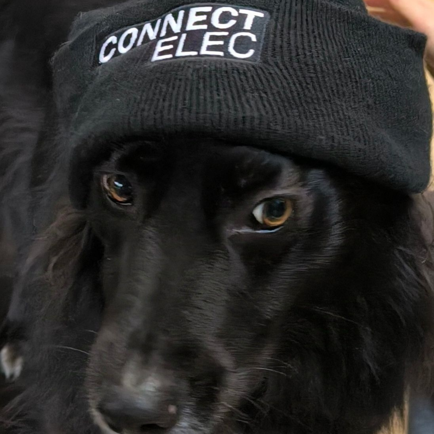 Chien noir portant un bonnet noir sur lequel est inscrit Connect Elec.