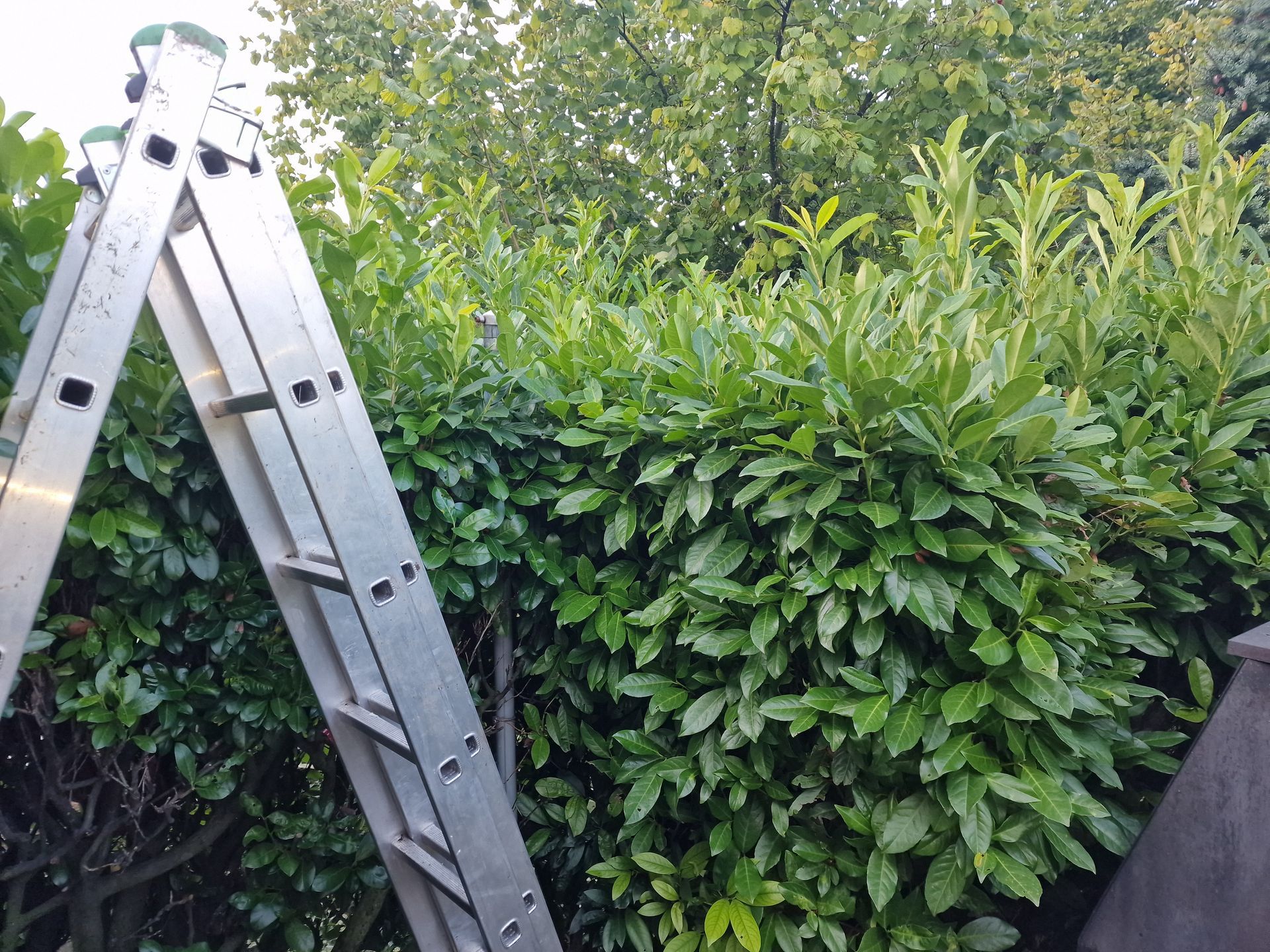 Frisch geschnittene Hecke