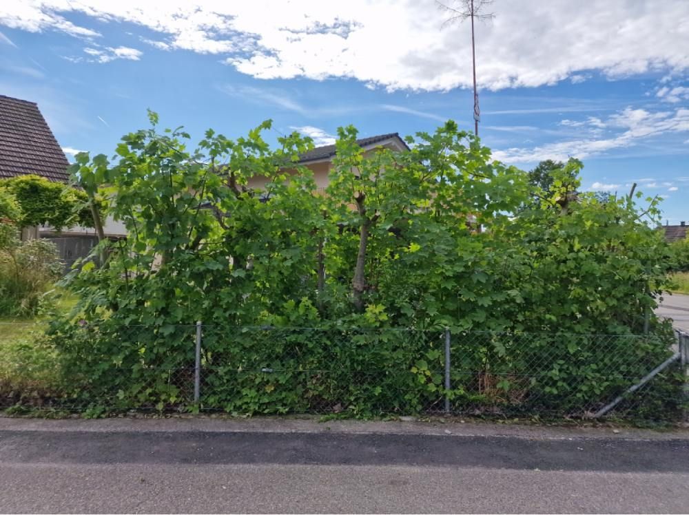 Hecke hinter Zaun