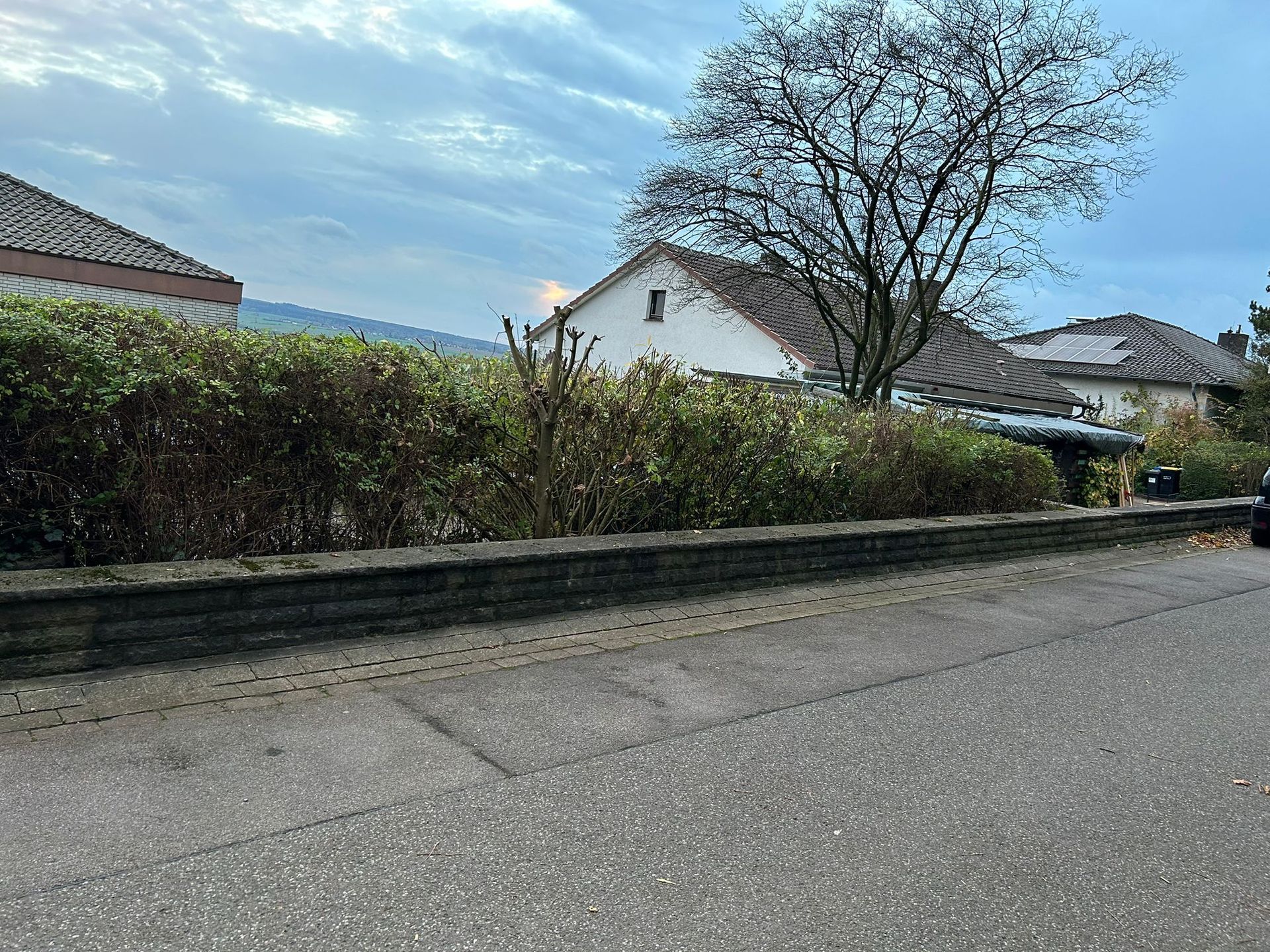 Ein Hund steht am Straßenrand vor einem Haus.