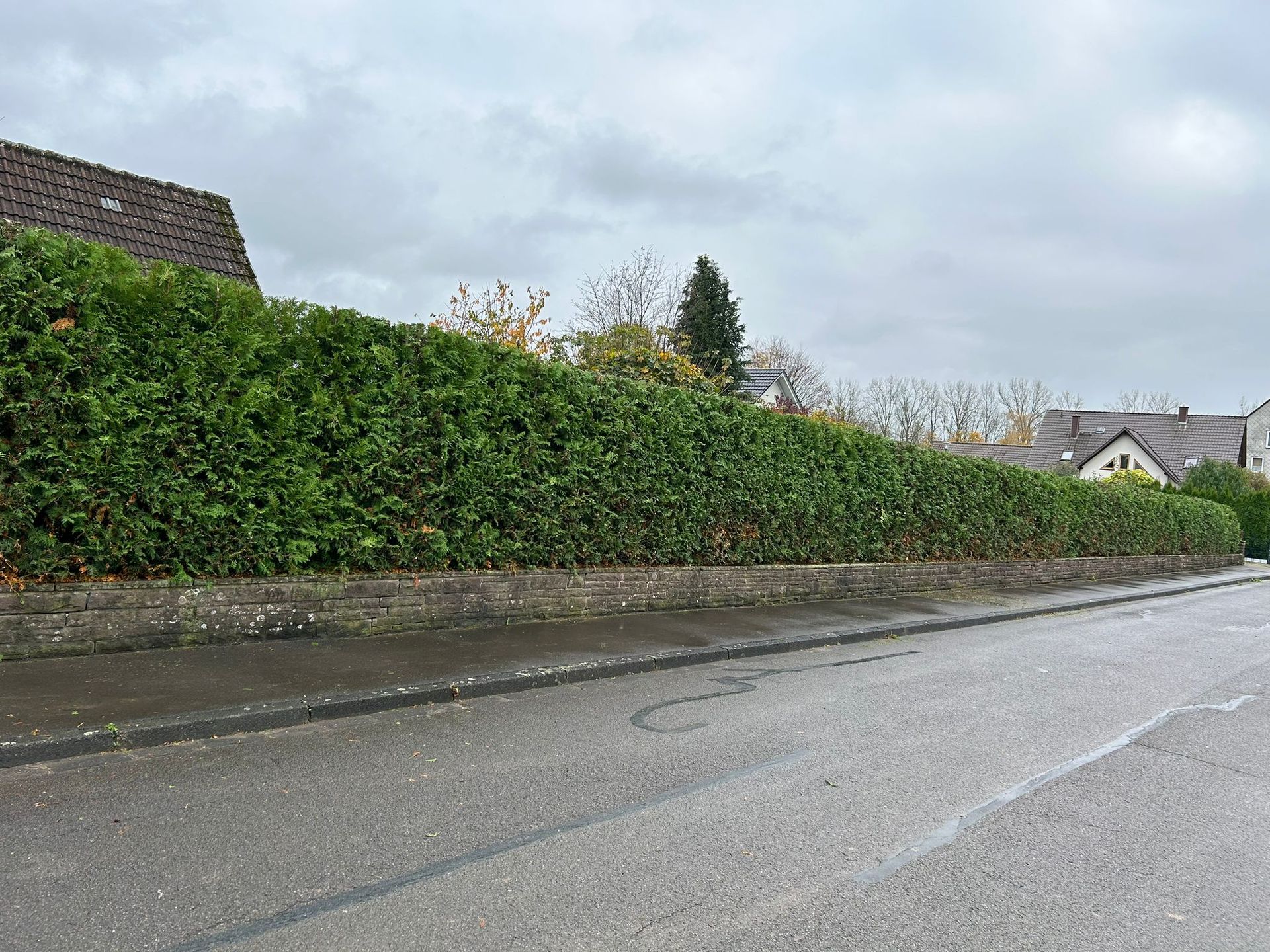 Eine große grüne Hecke am Straßenrand.