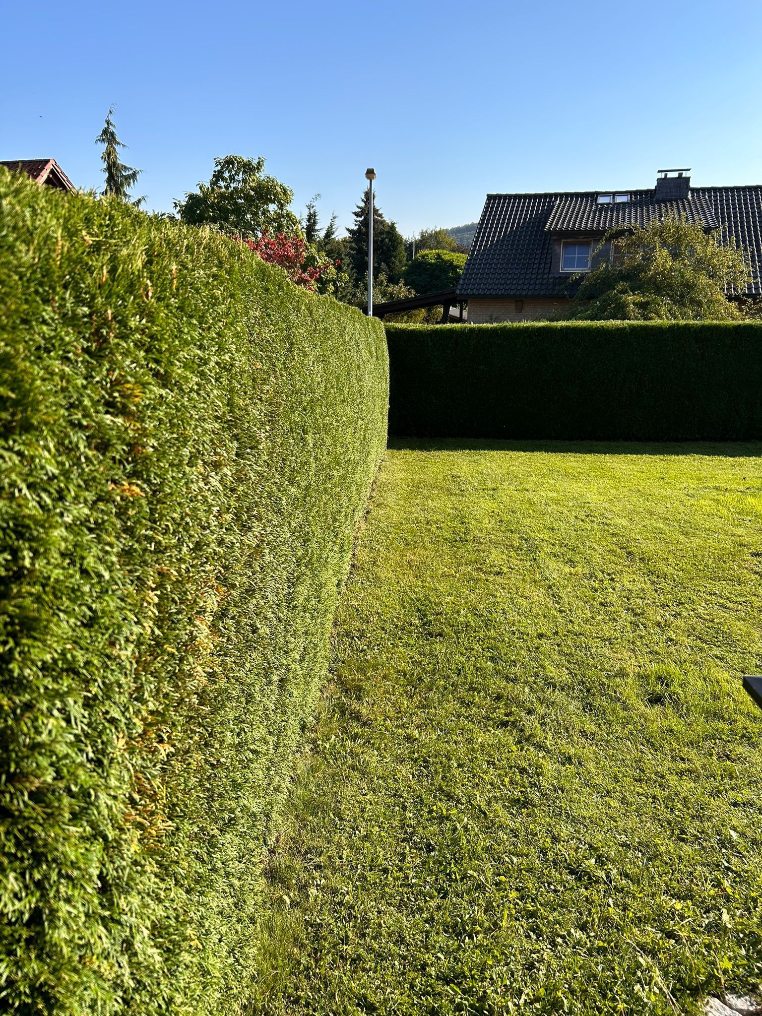 Eine große Hecke