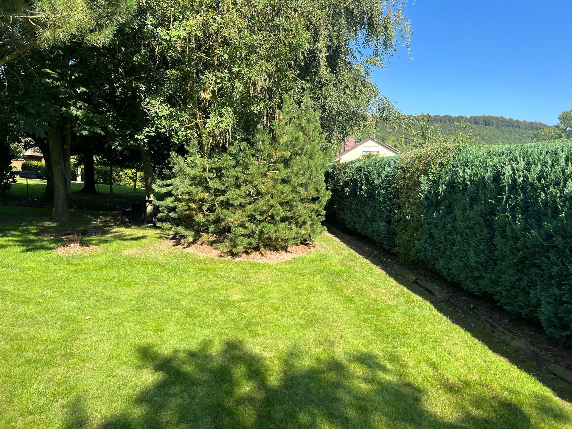 Ein üppiger grüner Rasen, umgeben von Bäumen und Büschen an einem sonnigen Tag.