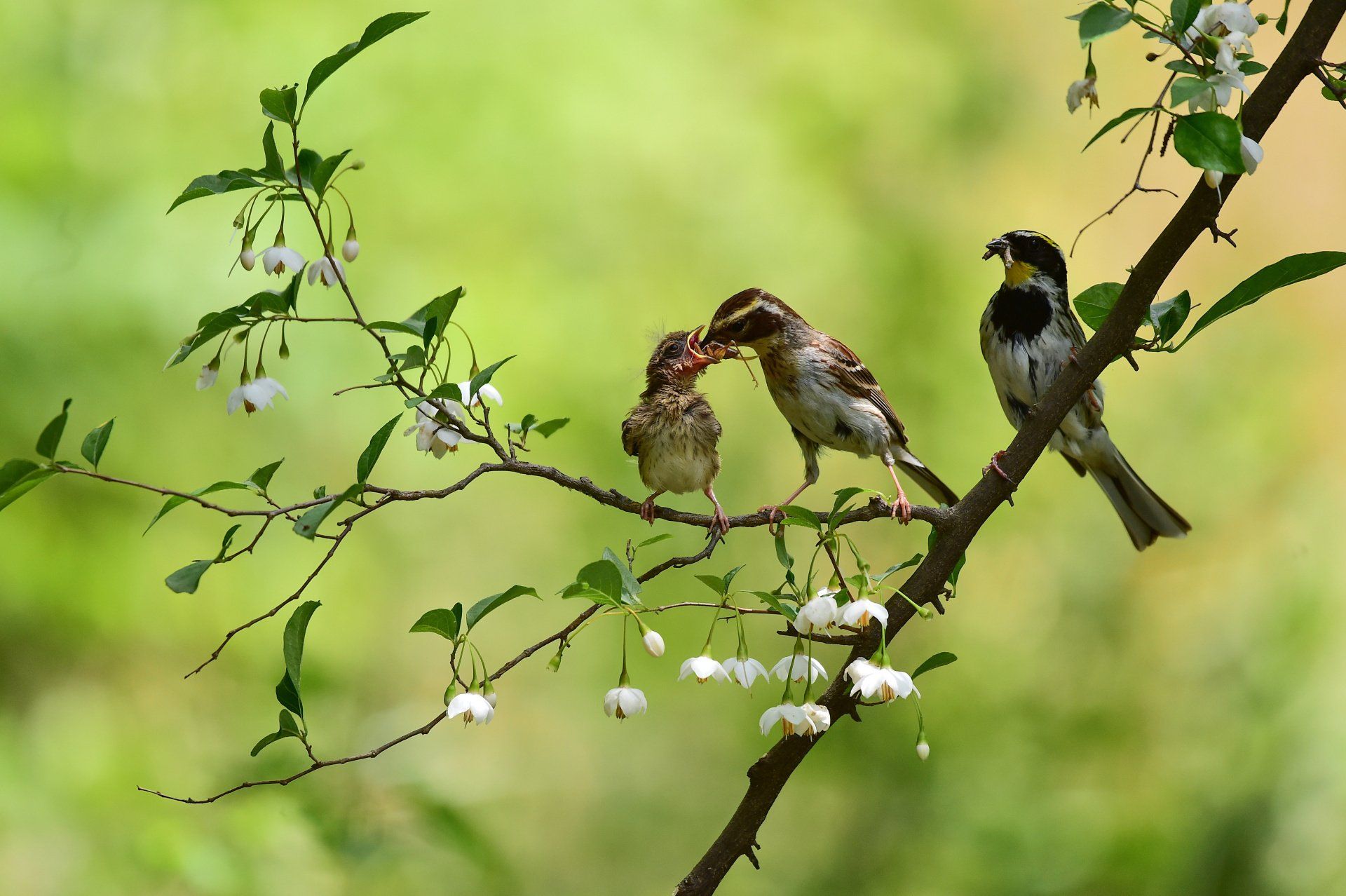 Petite famille d'oiseaux sur une branche au printemps