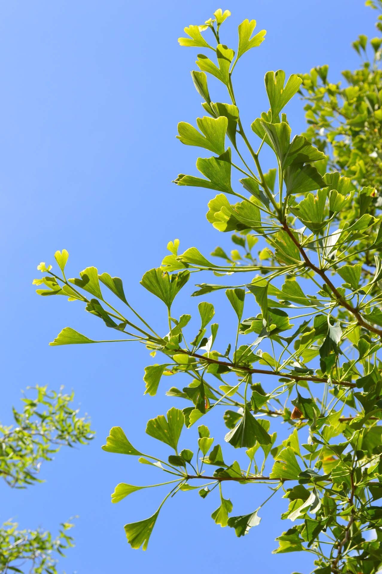 Branche d'arbre caduc sous un ciel bleu