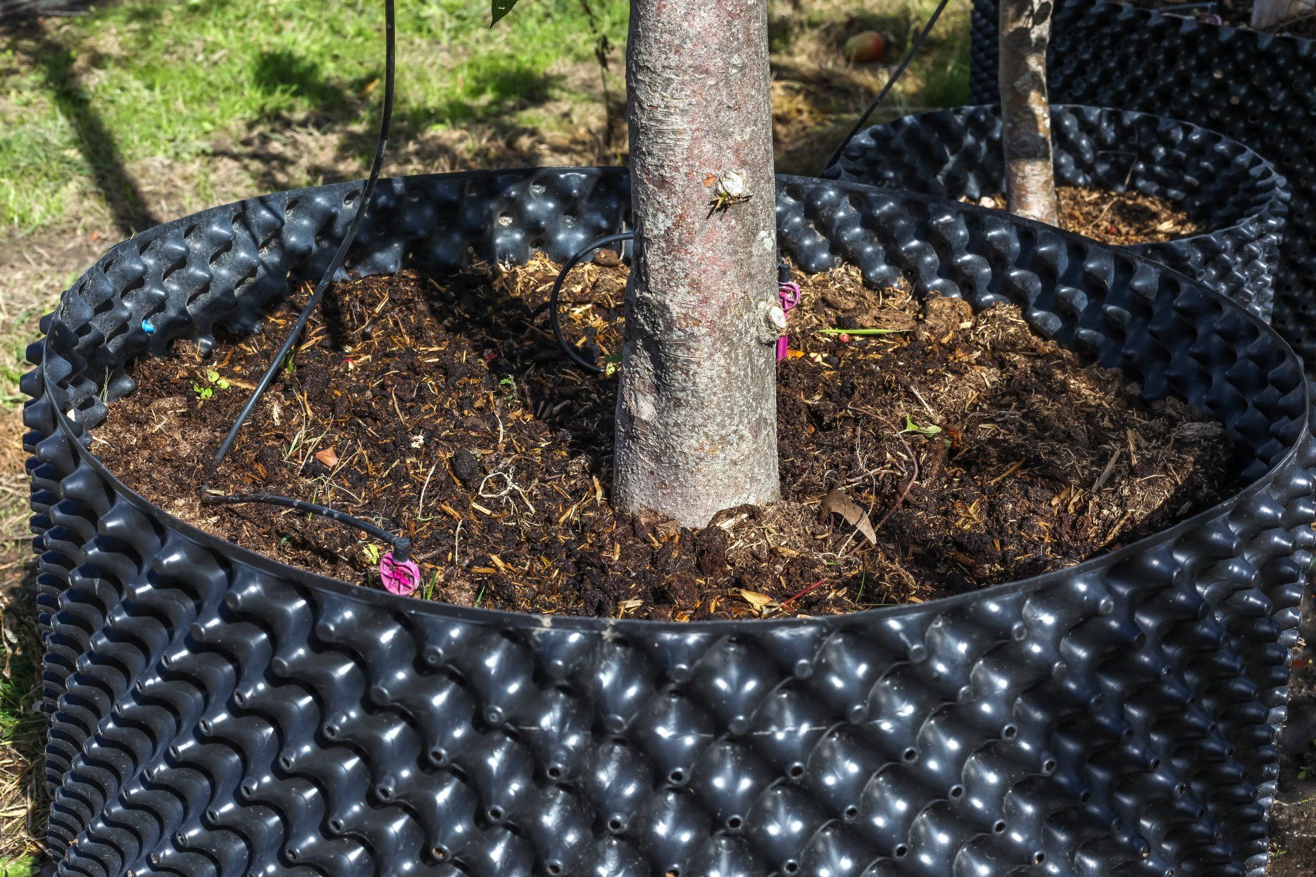 Gros plan sur le tronc d'un jeune arbre dans un bac rempli de terre