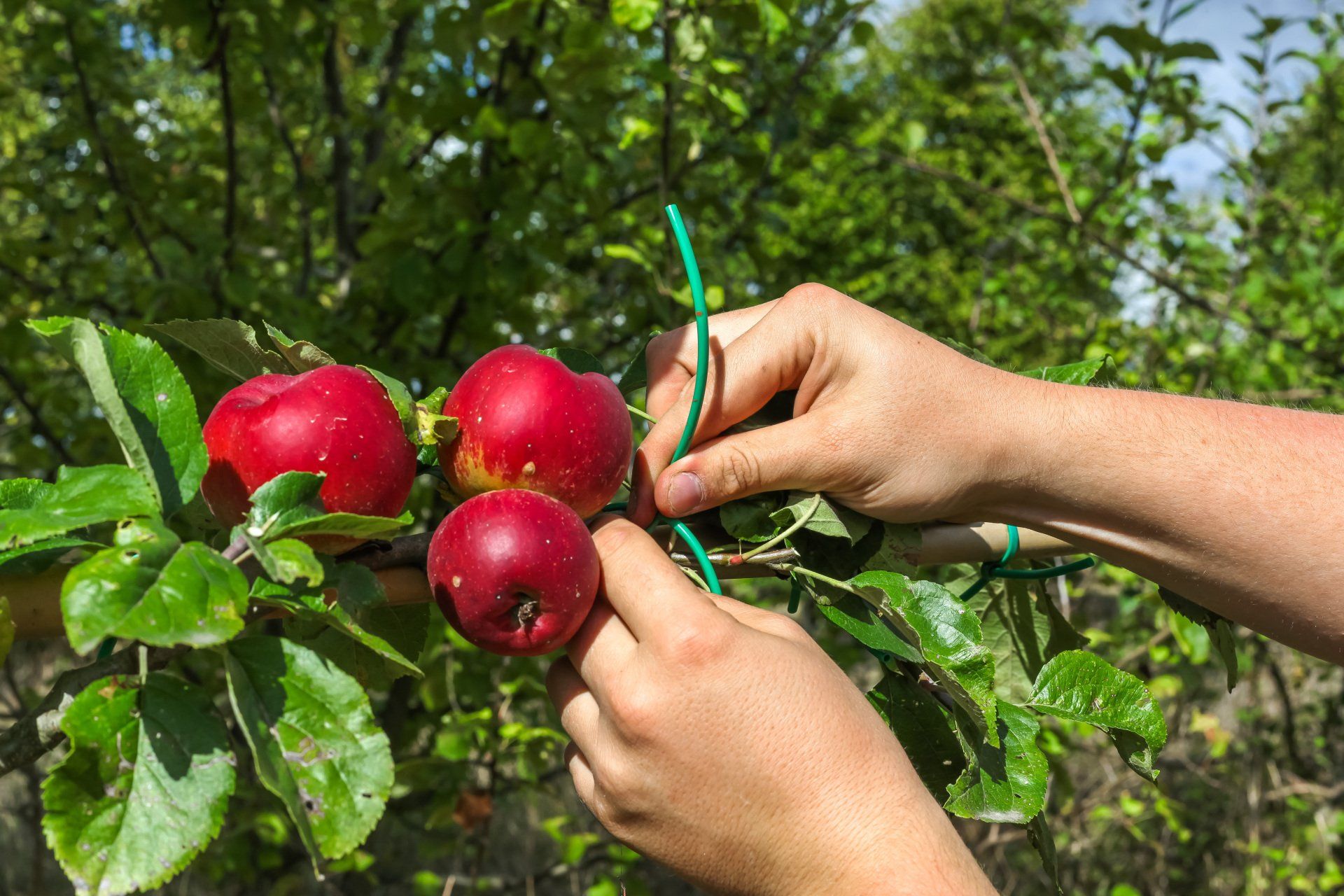 Les mains d'un pépiniériste en train de cercler des pommes sur une branche