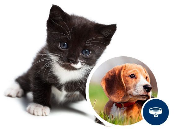 Un gatito blanco y negro junto a un perro marrón y blanco.