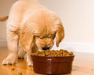 Un cachorro está comiendo comida de un recipiente en el suelo.