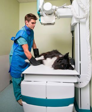 Un hombre está tomando una radiografía de un perro blanco y negro.
